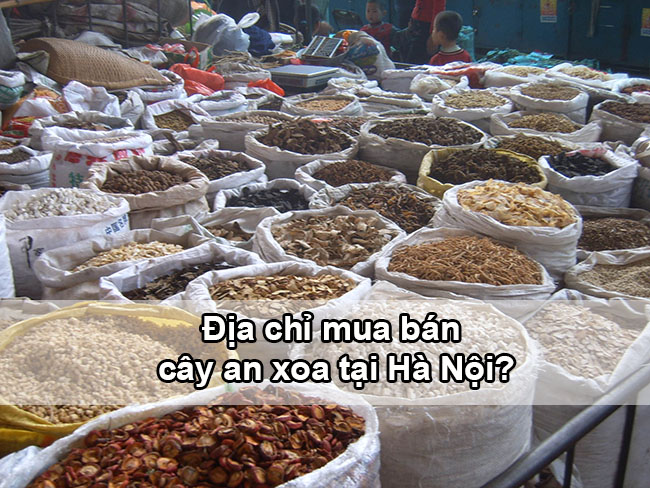 Địa chỉ mua bán cây an xoa tại Hà Nội
