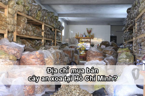 Địa chỉ mua bán cây an xoa tại Hồ Chí Minh