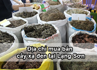 Địa chỉ bán cây xạ đen tại Lạng Sơn