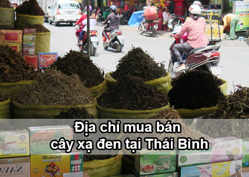 Địa chỉ bán cây xạ đen tại Thái Bình
