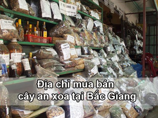 Địa chỉ mua bán cây an xoa tại Bắc Giang