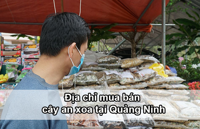 Địa chỉ mua bán cây an xoa tại Quảng Ninh