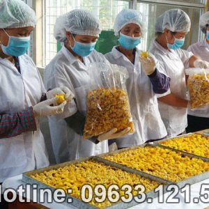 Hướng dẫn thu hoạch và cách chế biến trà hoa vàng Tam Đảo