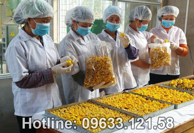 Hướng dẫn thu hoạch và cách chế biến trà hoa vàng Tam Đảo