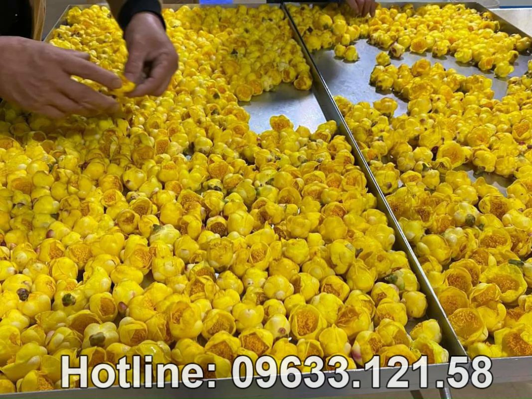Mua trà hoa vàng ở Tuyên Quang