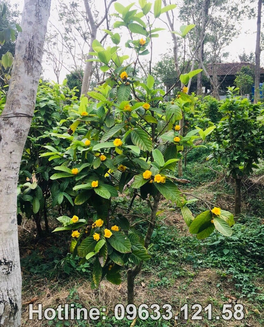 Giới thiệu về cây trà hoa vàng Hakoda Tam Đảo