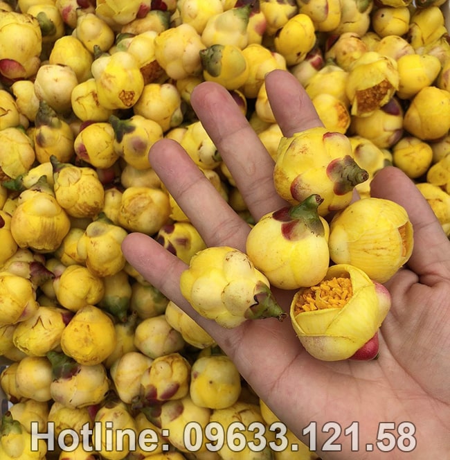 Mua trà hoa vàng ở Ninh Bình